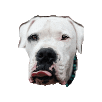 Puppy Dogoargentino Sticker by CollarCrafts