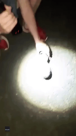 Man Rescues Hedgehog With Cup Stuck on Head Near Loch Lomond