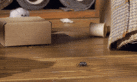 tweedyandfluff cute friends surprise sweet GIF