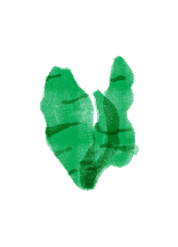 Hawaii Seaweed Sticker
