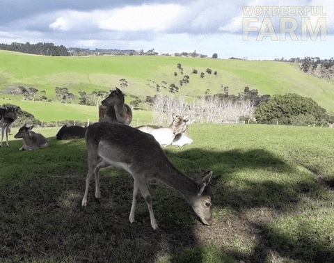 Deer Stretching GIF by Wondeerful farm