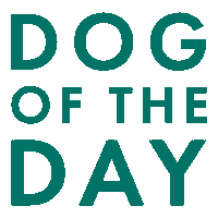 hilldalemadison dog puppy dogs shopping Sticker