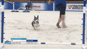 Hustling Espn GIF by American Kennel Club