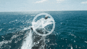 Tiburon Megalodon GIF by Diamond Films Latam