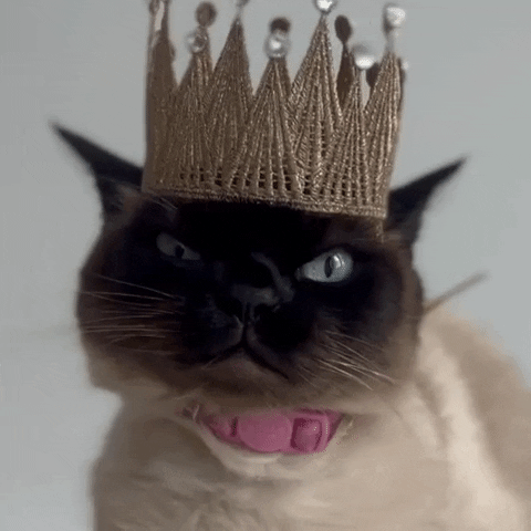 ashandscarlett judging you grumpy cat siamese cat judging cat GIF