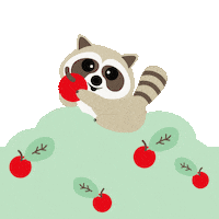 Baby Raccoon Sticker by DianthusMedicalGroup