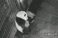 birth GIF