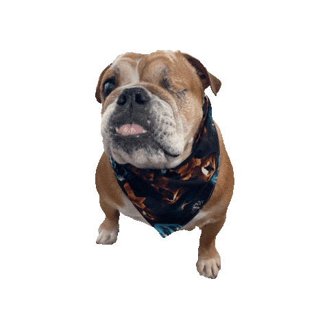 Bulldog Phoenix Sticker by Geekster Pets
