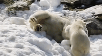 Polar Bears Have Winter Fun in the Sun Thanks to Super Cool Gift: Snow
