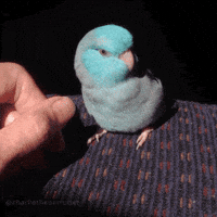 parrotletpost bite chomp angry bird bite me GIF