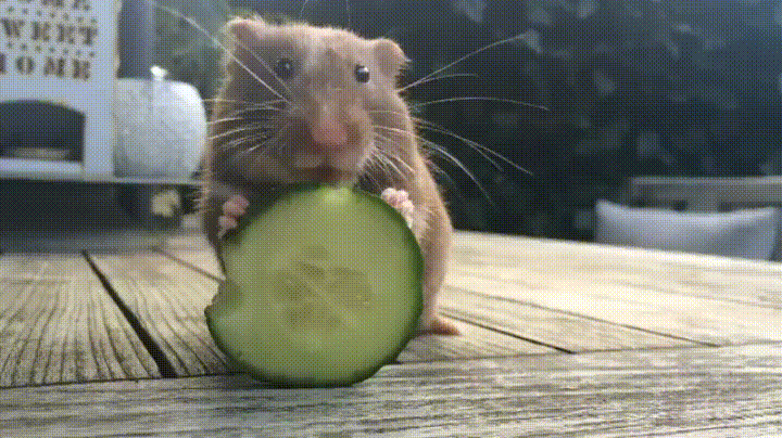 hamster bit GIF