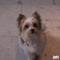 Happy Stand Up GIF by Laff