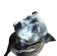 Dog Smile Sticker by Dinaaaaaah