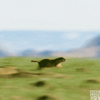 North America Run GIF by BBC America