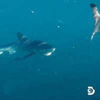 Discovery Channel Travel GIF by Shark Week