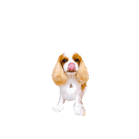 Dogs Love Sticker