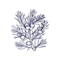 Plant Tree Sticker