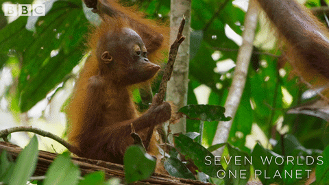 Bored Baby GIF by BBC Earth