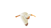 ClubAtIbis ibis club at ibis clubatibis theclubatibis Sticker