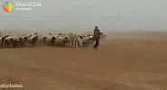 band leader GIF