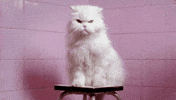gatos hacer GIF