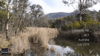 Industrious Platypus Forages for Food at Tidbinbilla Nature Reserve, Canberra