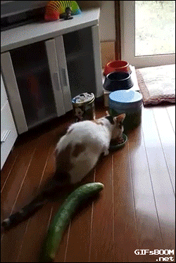 cat cucumber GIF