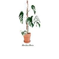 Variegated Monstera Sticker by Monstera Mania