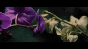 Sub Pop Love GIF by Sub Pop Records