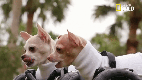 Dog Pups GIF by Nat Geo Wild