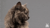 cat no GIF by Best Friends Animal Society