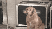 GIF by Kids' Choice Awards 2019