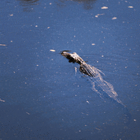 Uf Gators GIF by University of Florida