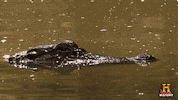 history hide GIF