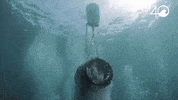 Environment Osborne GIF by 4ocean