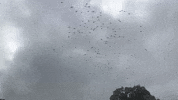 Birds Crows GIF