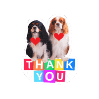 Cavalierkingcharlesspaniel Love Sticker
