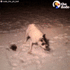pit bull zoomies GIF by The Dodo