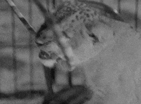 classic film tiger GIF by Warner Archive