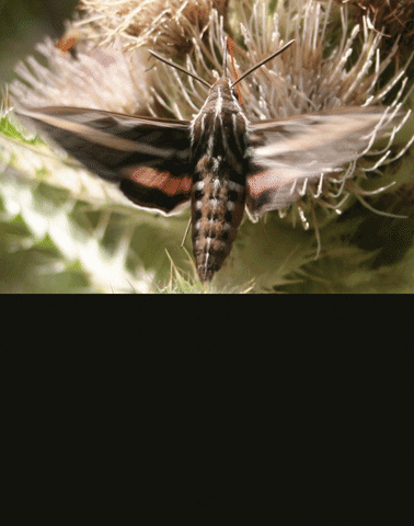 hummingbird moth GIF