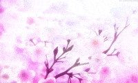 Cherry Blossom Sakura GIF