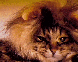 Lion King Cat GIF