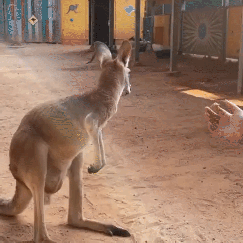 Finger Lickin' Good: Kangaroos Indulge in Peanut Butter Dollops at San Antonio Zoo