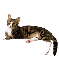 Cat Sticker by Bright Light Bright Light