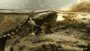 GIF by KQEDScience