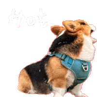 Corgi Milo Sticker