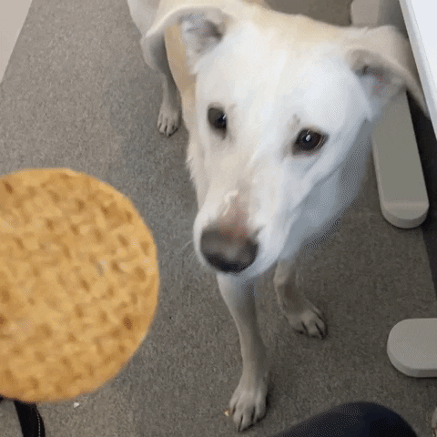 Dog Biscuit GIF by Haystack