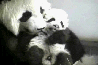 snuggling baby panda GIF