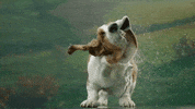 Slow Motion Dog GIF