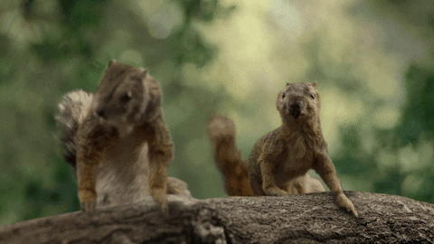 KeepAmericaBeautiful giphyupload GIF